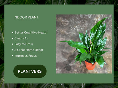 PLANTVERS Peace Lily Plant in a 4" Nursery Pot – Spathiphyllum Peace Lily – Live Indoor Flowering Plant – White Flowering Plant – Air Purifying & Low Maintenance Houseplant