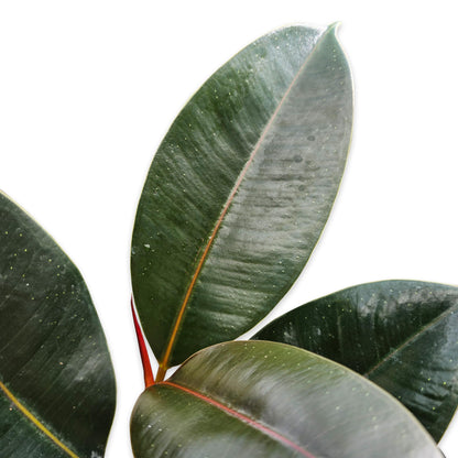 Bumble Plants Burgundy Ficus Elastica Black Rubber Plant [Winter Thermal Packaging Included] | Glossy Dark Green Leaves | Red Mid-Veins | Low Maintenance Unique Houseplants for Easy Indoor Gardens