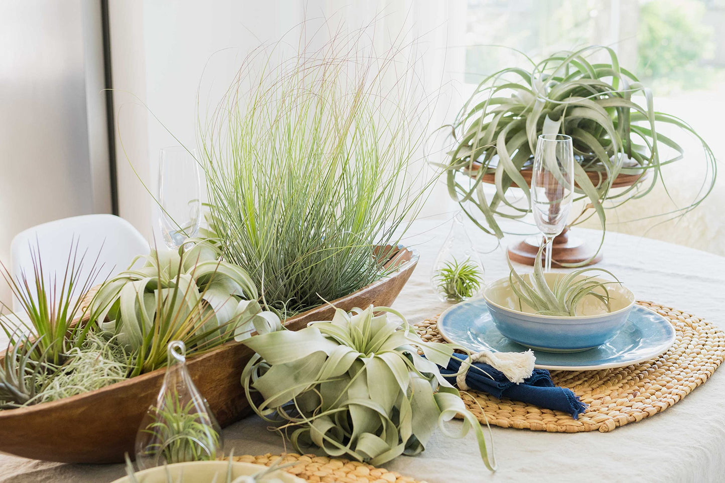 Air Plant Shop 3 Pack Large Bulbosa Belize Air Plants - Succulents - Live Tillandsia - Easy Care Indoor and Outdoor House Plants
