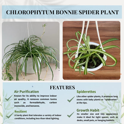 Spider Plant (Chlorophytum comosum) Live Plant in 4-Inch Pot - Easy Care Green & White Variegated Air-Purifying Houseplant for Home, Office, and Gifts (Heat Pack Included)
