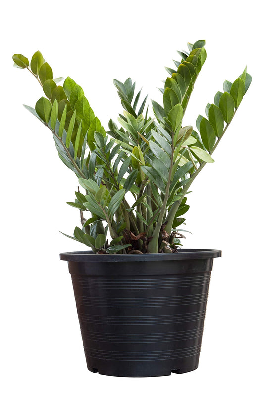 ZZ Plant
