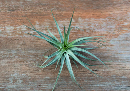 (Pack of 3) Tillandsia Stricta Aeranthos Hybrid Air Plants - Blooms Vary Due to Seasonality - Wholesale and Bulk - Succulents - Live Tillandsia - Easy Care House Plants by Air Plant Shop