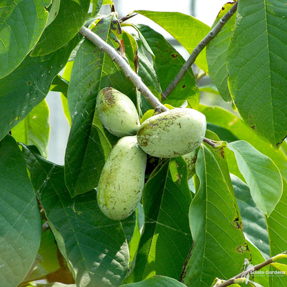 loseedsoo 10 Pawpaw Seeds for Planting – Asimina triloba Tree Seeds, Native Fruit Tree Seeds for Outdoor Growing, Deciduous Perennial Garden Seeds for Backyard Orchard
