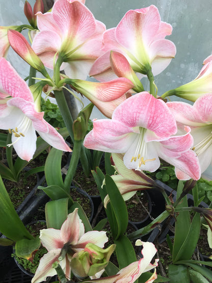 2 Amaryllis Apple Blossom Huge Bulb 28-36cm! Great Holiday Gift! Easy Grow Bulbs!