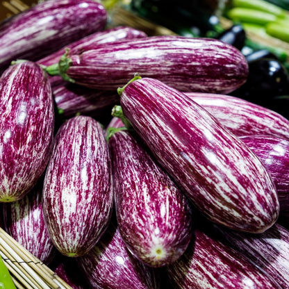 Clovers Garden Eggplant Fairytale Plants - Two (2) Live Plants – Non-GMO - Not Seeds - Each 4" to 8" Tall – in 4" Inch Pots -Striped Lavender-White Fruit, High-Yield