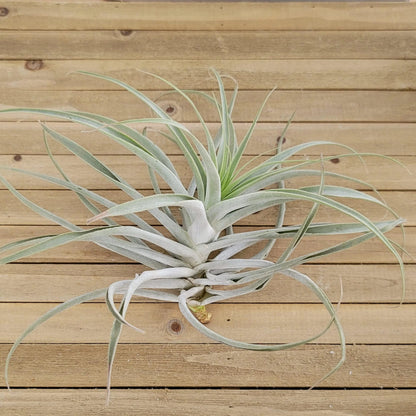Tillandsia Cacticola Large
