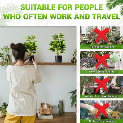 WOHSEROM 2 Pack Realistic Artificial Potted Plants Peperomia Obtusifolia, 11" Small Faux Greenery for Desk, Bathroom, Office, or Home Decor (Evergreen, Maintenance Free)