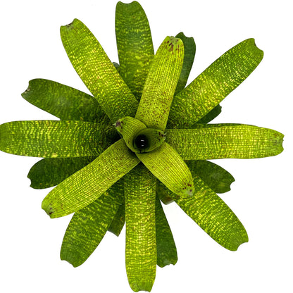 ragnaroc Live Plants – Bromeliad Vrisea Fenestralis, 4-8" in 4" Pot - 1ct - Live Arrival Guaranteed - House Plants for Home Decor & Gift
