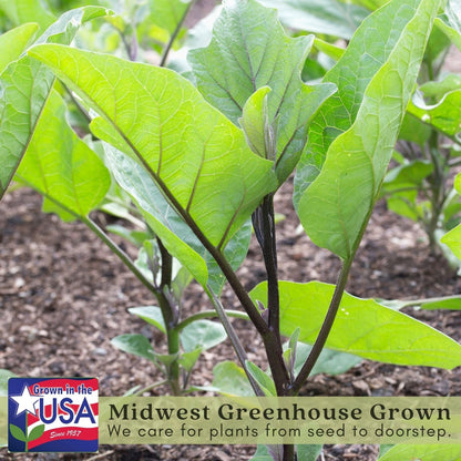 Clovers Garden Eggplant Black Beauty Plants - Two (2) Live Plants – Non-GMO - Not Seeds - Each 4" to 8" Tall – in 4" Inch Pots - Heirloom Variety, High Yield, Heat Tolerant