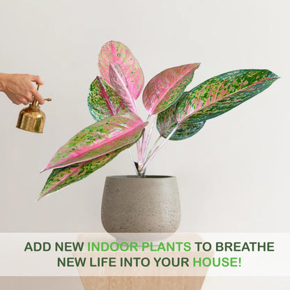 LEAL PLANTS ECUADOR Live Aglaonema Commutatum Pink Plant (Chinese Evergreen) – Vibrant Pink & Green Foliage – Low Light Tolerant Potted Houseplant for Indoor Gardening