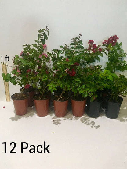 Sioux Crepe Myrtle Trees - Pink Blooms - Quart Containers - FIBROUS Root System - Grown by Crape Myrtle Guy - Live Plants - 1 Foot Tall (9)
