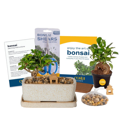 Costa Farms Bonsai Tree Kit, DIY Live Bonsai Tree Includes Tools, Potting Soil Mix, Plant Pot, Indoor Gardening, Birthday Gift, 10-Inches Tall