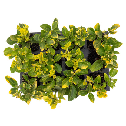 12 Golden Euonymus Shrubs | Live Plants in 2.5-inch Nursery Cubes | Japonica ‘Aureo-Marginatus’ Variety | Easy-Care Evergreen | Variegated Yellow-Green Foliage | Hedges & Shrubs for Home & Garden