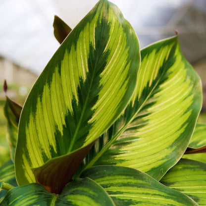 Calathea Beauty Star - Live Plant in a 6 Inch Pot - Calathea Ornata Beauty - Beautiful Easy to Grow Air Purifying Indoor Plant