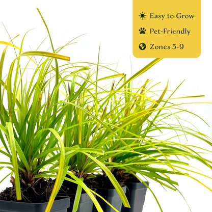4 Everillo Sedge Grass – Evergreen Clumping Ornamental Grass with Arching Golden Foliage for Shade, Borders & Containers (Carex oshimensis ‘Everillo’) in 3.5″ Cubes, Live Plants