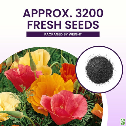 Marde Ross & Company California Poppy Seeds for Planting - 3,200 Fresh Seeds - Mission Bells Mix - California Wildflower Seeds - Pet Friendly - Grown in the USA