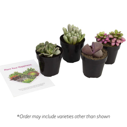 Altman Plants, Mimicry Succulents Plants Live Mini Succulents (4 Pack), Lithops Live Plants Outdoor or Live Indoor Plants, Living Stones Succulent Plants Live Houseplants, Succulent Plant House Plants