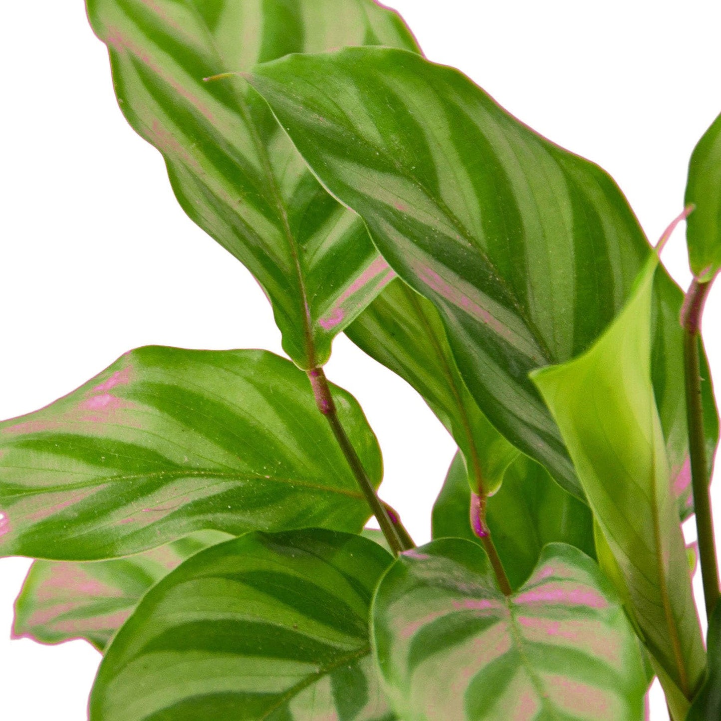 6 Pack Calathea Concinna 'Freddie' in 6in Pot - Live Tropical Houseplant - Easy to Grow | Air Purifying | Pet Friendly | Variegated | USA Growers | The Snobby Leaf