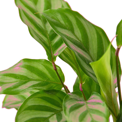 3 Pack Calathea Concinna 'Freddie' in 6in Pot - Live Tropical Houseplant - Easy to Grow | Air Purifying | Pet Friendly | Variegated | USA Growers | The Snobby Leaf
