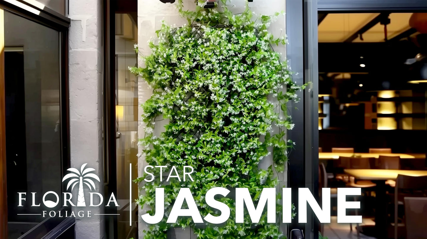 Star Confederate Jasmine | 1 Live 4 Inch Plant | Trachelospermum jasminoides | Flowering Vine Plants | Evergreen Ground Cover for Landscaping