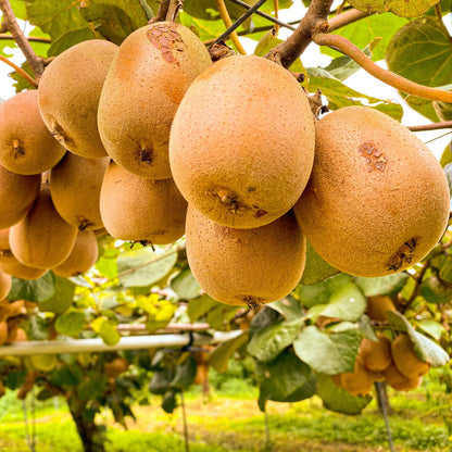 3 Kiwi Tree Live Plants, Cold Hary Kiwi Plants Live from 5 Inc Tall, Easy to Plant Vine Garden