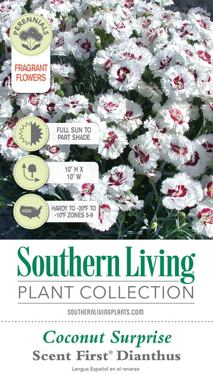 Scent First® Coconut Surprise Dianthus, 2.5 Quart, White Flowering Live Perennial Plant - Fragrant Groundcover
