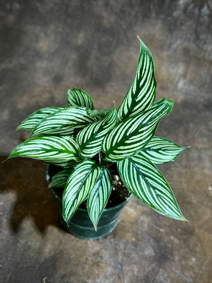 PLANTVERS Live Calathea Plant – Easy Care & Low Maintenance Tropical Houseplant – Air Purifying Indoor Plant for Low Light & Home Décor (Calathea Vittata 4" Grow Pot, 4" Grow Pot)