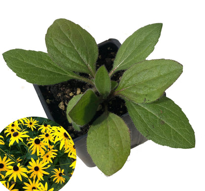 Blackeyed Susan (Rudbeckia hirta) Live Plant in 2.5 inch Pot - Organic Native Pollinator Plant by Smoke Camp Crafts
