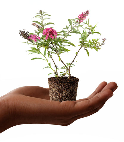 Buddleia Davidii Butterfly Bush Baby Buzz Lipstick Pink | 3 Live Plants | Fast Growing, Fragrant Blooms, Attracts Pollinators, Drought Tolerant, Low Maintenance, Long Blooming Season