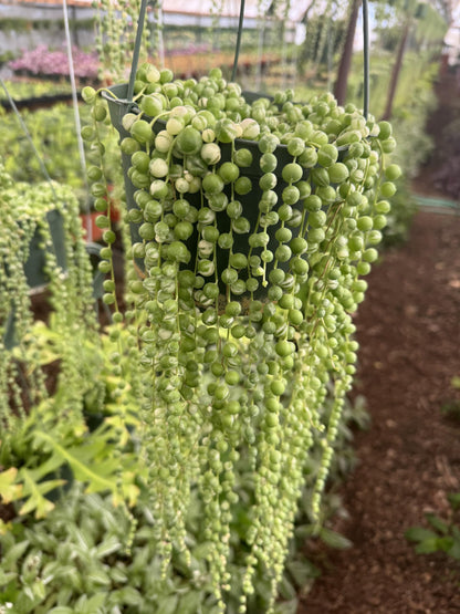 Veriegated String of Pearls in A 6" in Hanging Pot Healthy Trailing Plants Every Plant Will be Trailing 12 inches Or Longer