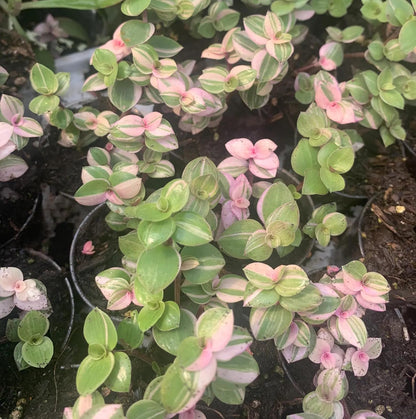 4 Variegated Pink Panther Turtle Vine Cuttings to Grow - Easy to Grow Pallisia repens