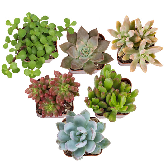 Altman Plants Deluxe Live Succulents (6 Pack), No Duplicates, Assorted Varieties, & Shapes, Easy Plant Care, 2 in Pots