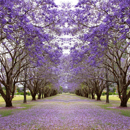 Live Jacaranda Tree Plant, Purple Blue Flowering Jacaranda, 6-10 Inches Tall for Indoor or Outdoor Gardens