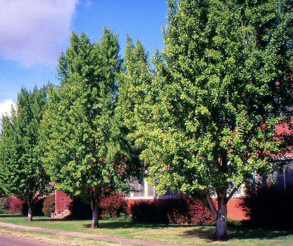 TomorrowSeeds - Ginkgo Biloba Tree Seeds - 5+ Count - for 2026 Planting Maidenhair Tree Fossil Silver Apricot Ginkyo Nut Fruit Drupe Cashew Perennial Trees Perennial Grow Your Own Home Farm Patio