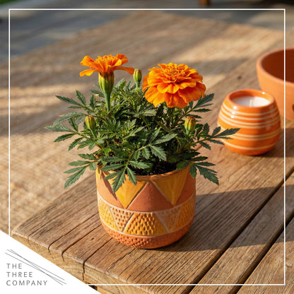 Live Flowering Marigold - Durango Orange (4 Per Pack), Beautiful Spring Color, 8" Tall by 4" Wide in 1 Pt Pot