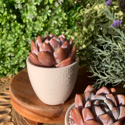 FWPP Live Succulents Plants Echeveria Sang-A 4.3 inches,Rare Succulents Bare Root Without Pot Soil, Live Plants Indoor Office Decoration Wedding and Gift