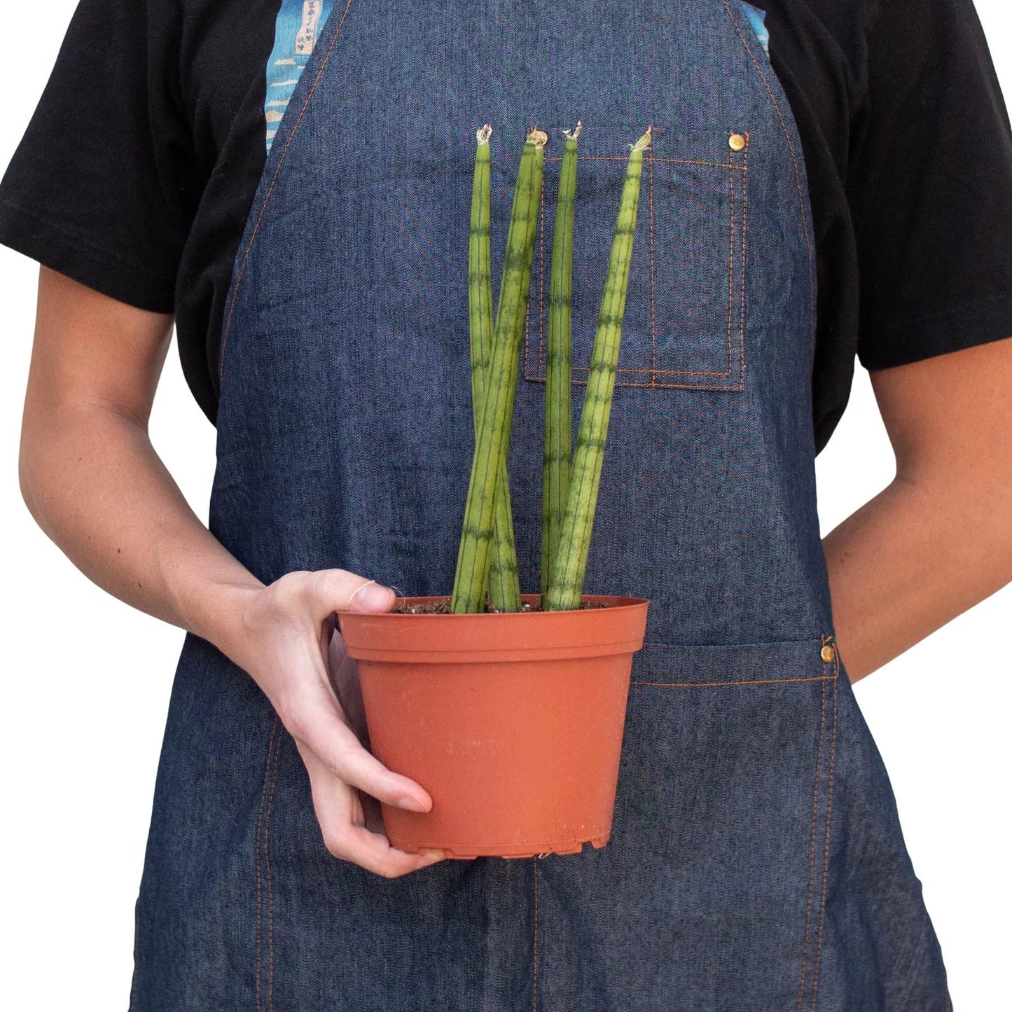 8 Pack Snake Plant Cylindrica in 4in Pot - Live Plants Tropical Houseplants | Variegated | USA Growers | The Snobby Leaf