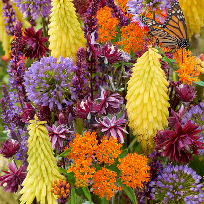 Complete Sunny Perennial Pollinator Flower Bulb Garden - 25 Bulbs for 50 Days of Continuous Blooms (Summer Color from July Through October) - Easy to Grow Summer Planting Bulbs by Willard & May