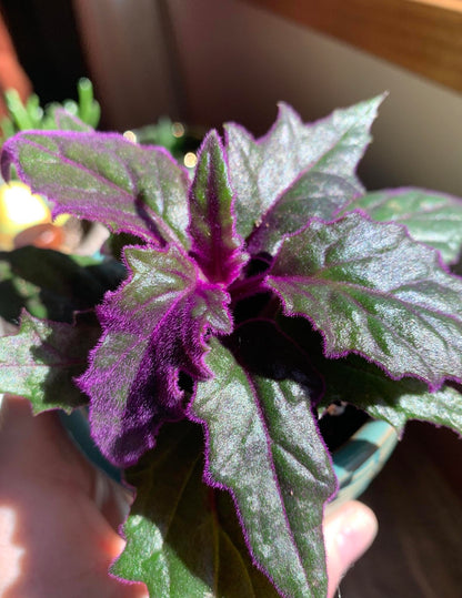 Purple Passion Plant - Royal Velvet - 1 Live Starter Plant - Gynura Aurantica - Beautiful Textured Colorful Foliage Indoor Houseplant