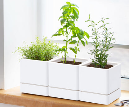 D'vine Dev 4 Inch Herb Planter Pot, Plastic Planter with Drainage Holes and Saucer, Modern Decorative Gardening Pot for Indoor Plants, Flowers, Herbs, Succulents, White, Set of 6, 76-Y-A6-1