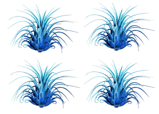 Air Plants - Tillandsia Ionantha - Organically Enhanced Color - Live Arrival Guaranteed - House Plants for Home Decor & Gift (2 Tone 4pk) (2 Tone 4Pk Coastal Hues)
