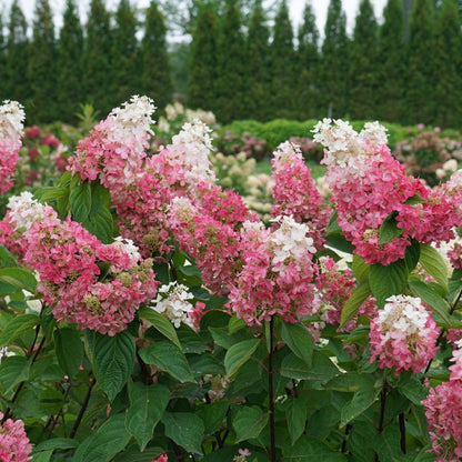 Perfect Plants Pinky Winky Hydrangea 3 Gallon | Live Shrub for Landscaping | Pink & White Cone Shaped Blooms