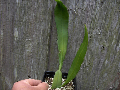 Epiphyllum Strictum Orchid Cactus Succulent