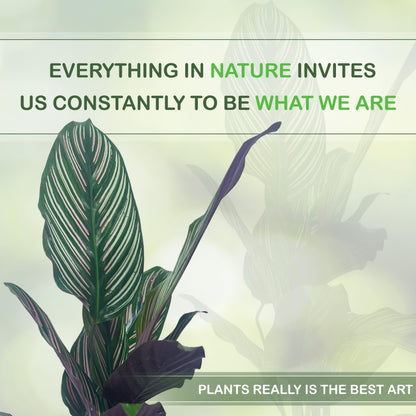 LEAL PLANTS ECUADOR Calathea Ornata Sanderiana Stretched (Pack of 2) Fascinating Leaf Movement, Easy Care Tropical Houseplant, Air-Purifying, Ideal for Home & Office Decor, Unique Living Plant Gift