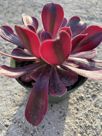 Aeonium Medusa Live Succulent Plant, Fully Rooted in 4 Inch Pot with Soil, Deep Red and Purple Rosette, Indoor Outdoor Home Office Decorative Plant