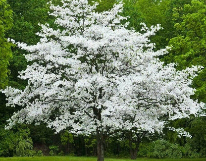 2 White Flowering Dogwood Trees - 24-36" Tall (2-3 Ft) Live Plants - Cornus Florida