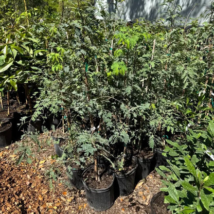Tamarind Tree Live Plant, 3 Gallon, 4-5 Feet Tall, Live Tamarind Tree, Tropical Fruits Tree, No Ship to CA