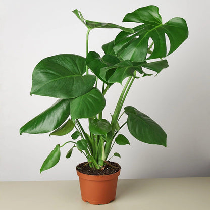3 Pack Philodendron Monstera Split-Leaf in 4in Pot - Live Plants Tropical Houseplants | Variegated | USA Growers | The Snobby Leaf