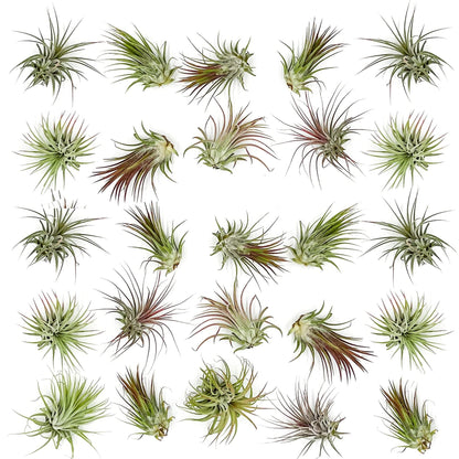 ragnaroc Air Plants Bulk - Tillandsia Ionantha Wholesale Pack, Regular 1-3" - 25ct - Live Arrival Guaranteed - House Plants for Home Decor & Gift