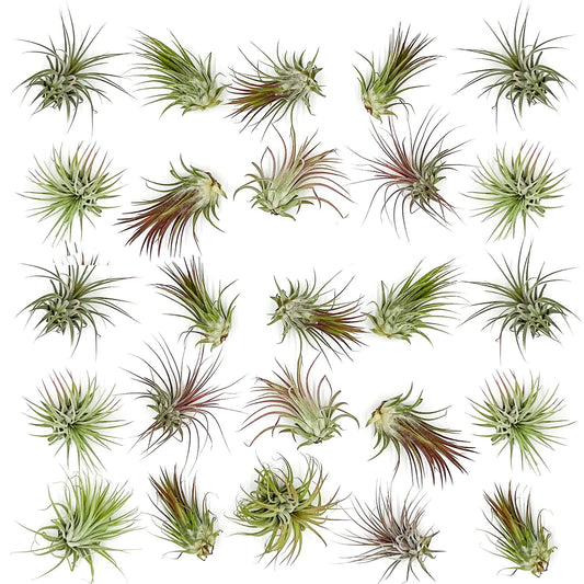 ragnaroc Air Plants Bulk - Tillandsia Ionantha Wholesale Pack, Regular 1-3" - 25ct - Live Arrival Guaranteed - House Plants for Home Decor & Gift